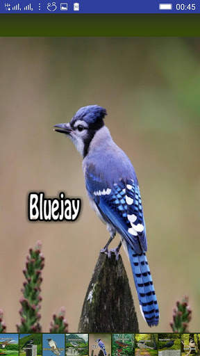 Bird Sounds screenshot 3