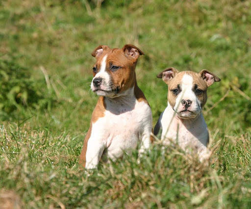 American Staffordshire Terrier screenshot 5
