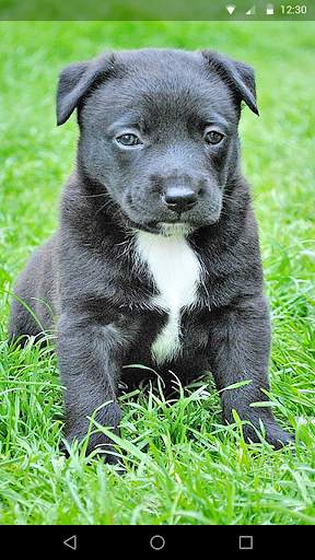 Cute Dogs Live Wallpaper screenshot 2