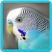 Suara Burung Parkit : Kicau Burung Parkit 3.1.0