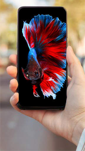 Wallpaper Ikan Cupang HD 🐟 screenshot 6