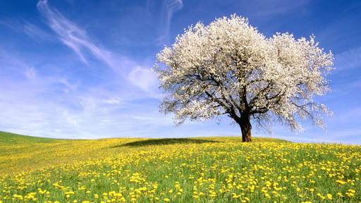 Nature Backgrounds HD 4 تصوير الشاشة