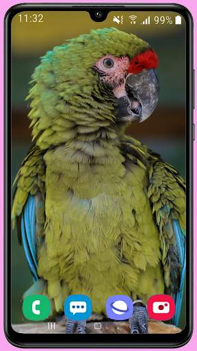 Parrots Wallpaper Best HD screenshot 10
