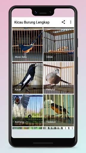 Kicau Burung Terlengkap screenshot 2