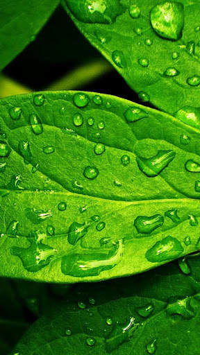 Leaf Full HD Wallpaper screenshot 14