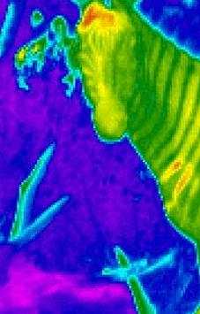 Thermal Prank Camera screenshot 1