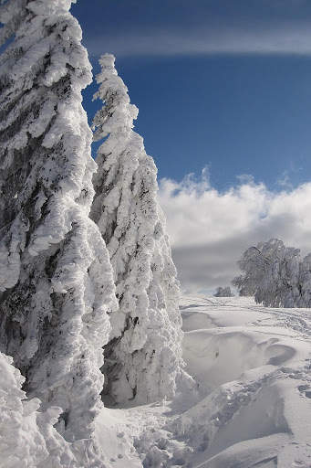 Snow Wallpaper HD : backgrounds & themes screenshot 4