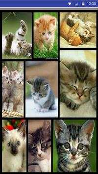 Cat Sounds – Cat Noises App screenshot 9