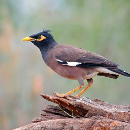 Myna Bird Calls 1.0.4