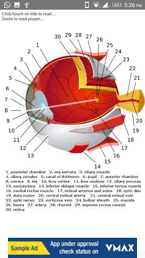Human Anatomy: Body Parts Guide screenshot 2