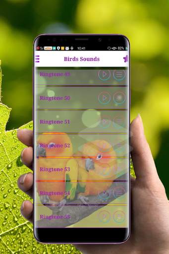 Birds Sounds and Ringtone screenshot 4