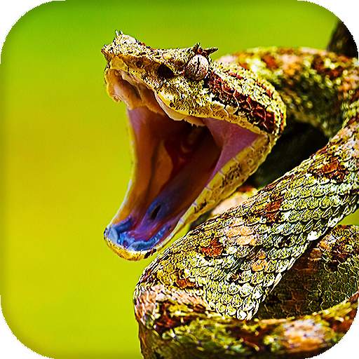 Snake Live Wallpaper 16.0