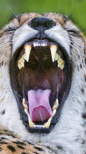 Cheetah Wallpapers : backgrounds hd screenshot 1