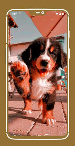 Sfondi di cuccioli carini screenshot 6