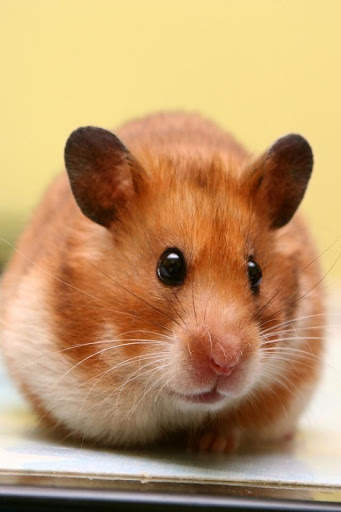Hamster Video Live Wallpaper screenshot 3