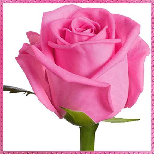 Rose Wallpapers 1.0.1