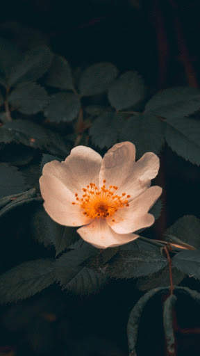 Rose Wallpaper HD & 4k Backgrounds screenshot 1