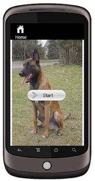 Belgian Malinois screenshot 1