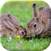 Bunny Live Wallpaper icon