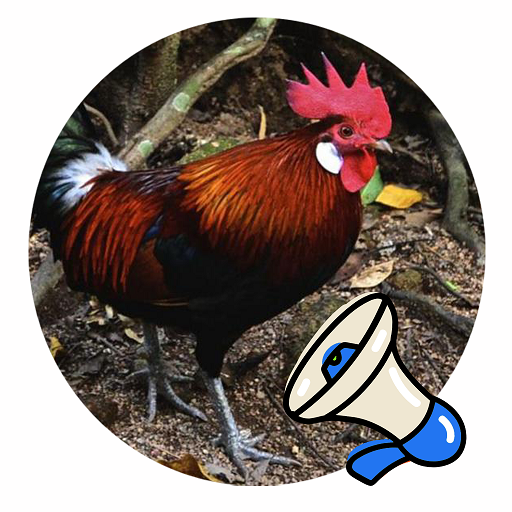 The Sound Of The Gallus Gallus icon