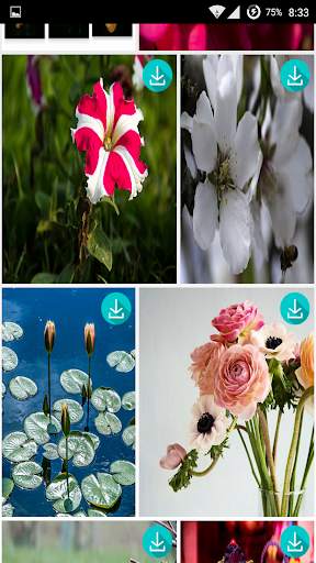 Flowers HD live Wallpapers screenshot 3