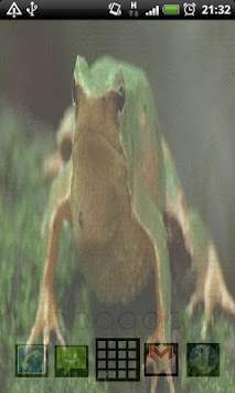 Funny Frog Live Wallpaper screenshot 1