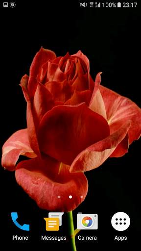 Blooming Rose 3D Video Theme screenshot 2