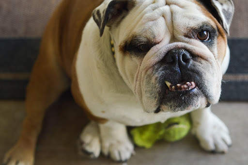 🐕 Bulldog Wallpapers - Dog Wallpapers screenshot 3