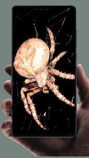 Spider Wallpaper screenshot 2