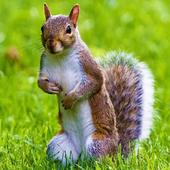 Animal Sounds icon