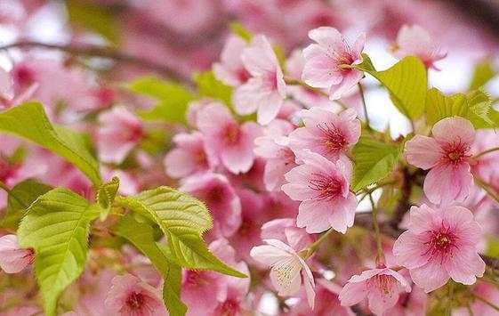Pink Flowers Wallpaper screenshot 5
