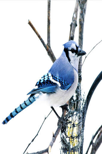 Bird Wallpaper screenshot 4