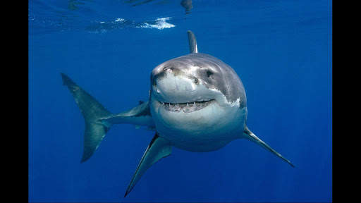 Great White Shark. Wallpapers screenshot 1