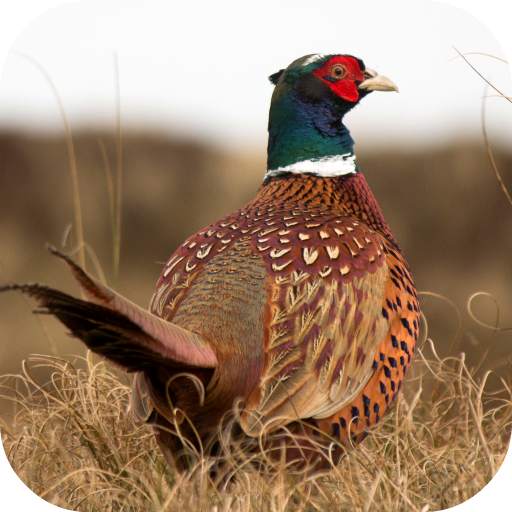 Pheasant Sounds 2.0