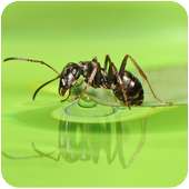 Ant Live Wallpaper