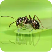 Ant Live Wallpaper
