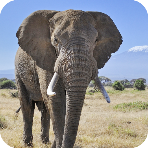 Elephant Wallpaper Best HD icon