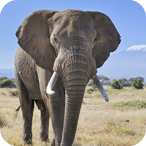 Elephant Wallpaper Best HD 1.05