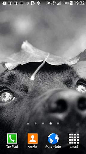 Labrador Wallpaper screenshot 2