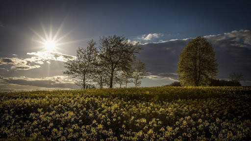 Summer Wallpapers : backgrounds hd screenshot 12
