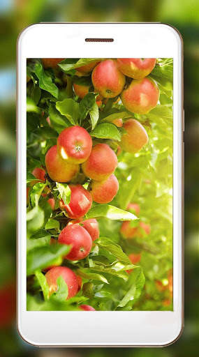 Apples Live Wallpaper screenshot 4