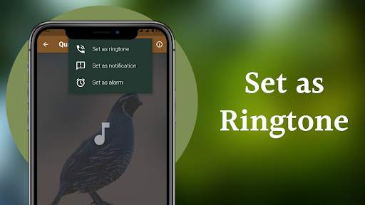 Quail Sounds - Quail Bird Calls screenshot 4