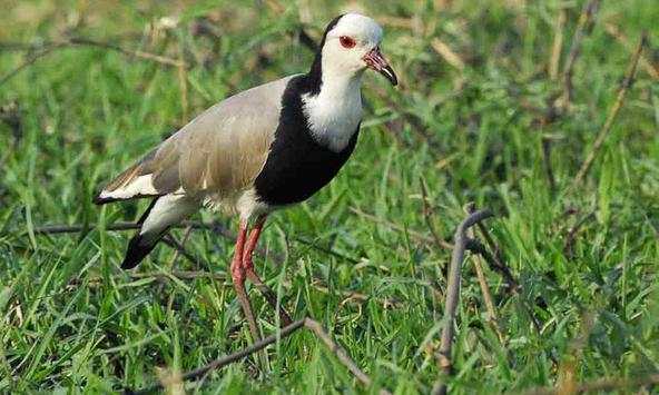 Lapwing wallpapers screenshot 2