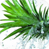 Fruits in water LiveWallpapers icon