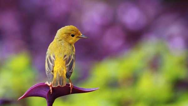Birds. Live wallpaper स्क्रीनशॉट 2