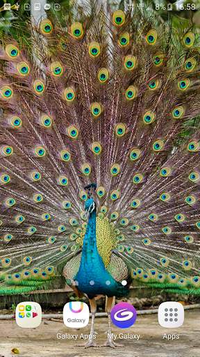Peacock Live Wallpaper screenshot 1