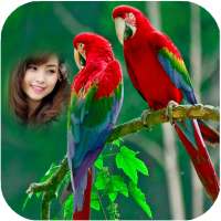 Parrot Photo Frames HD