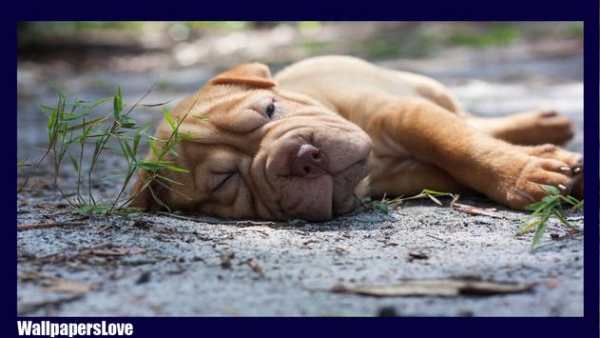 Shar Pei Wallpaper screenshot 2