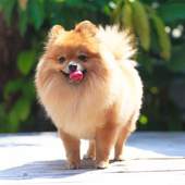 Pomeranian Dog HD Wallpapers 6.0