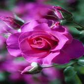 Pink Shiny Rose LWP 2